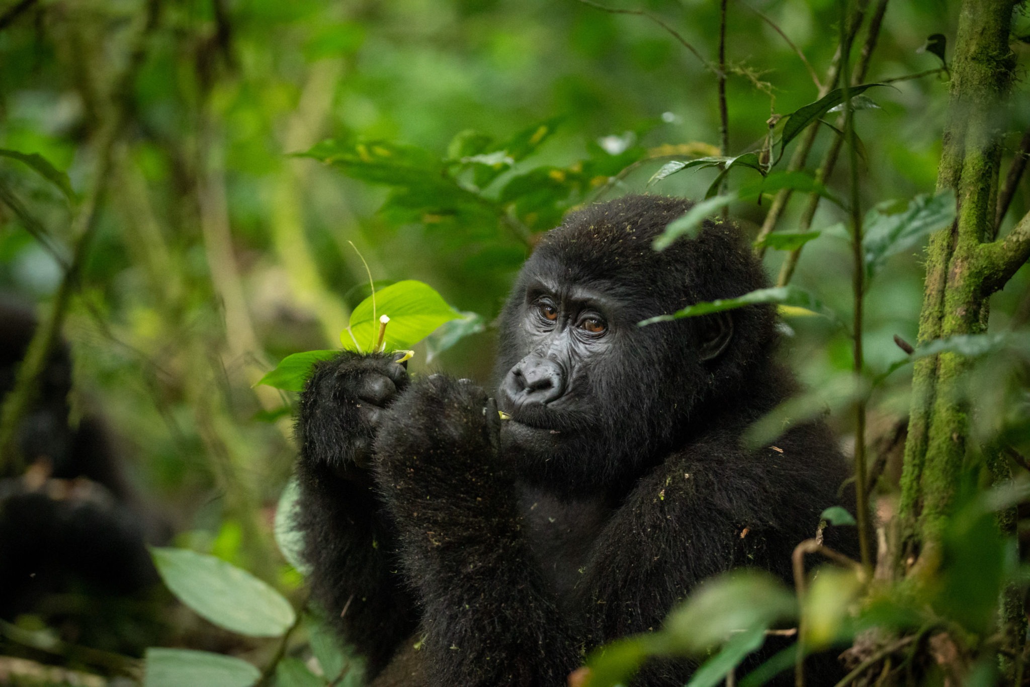 Bwindi Impenetrable National Park