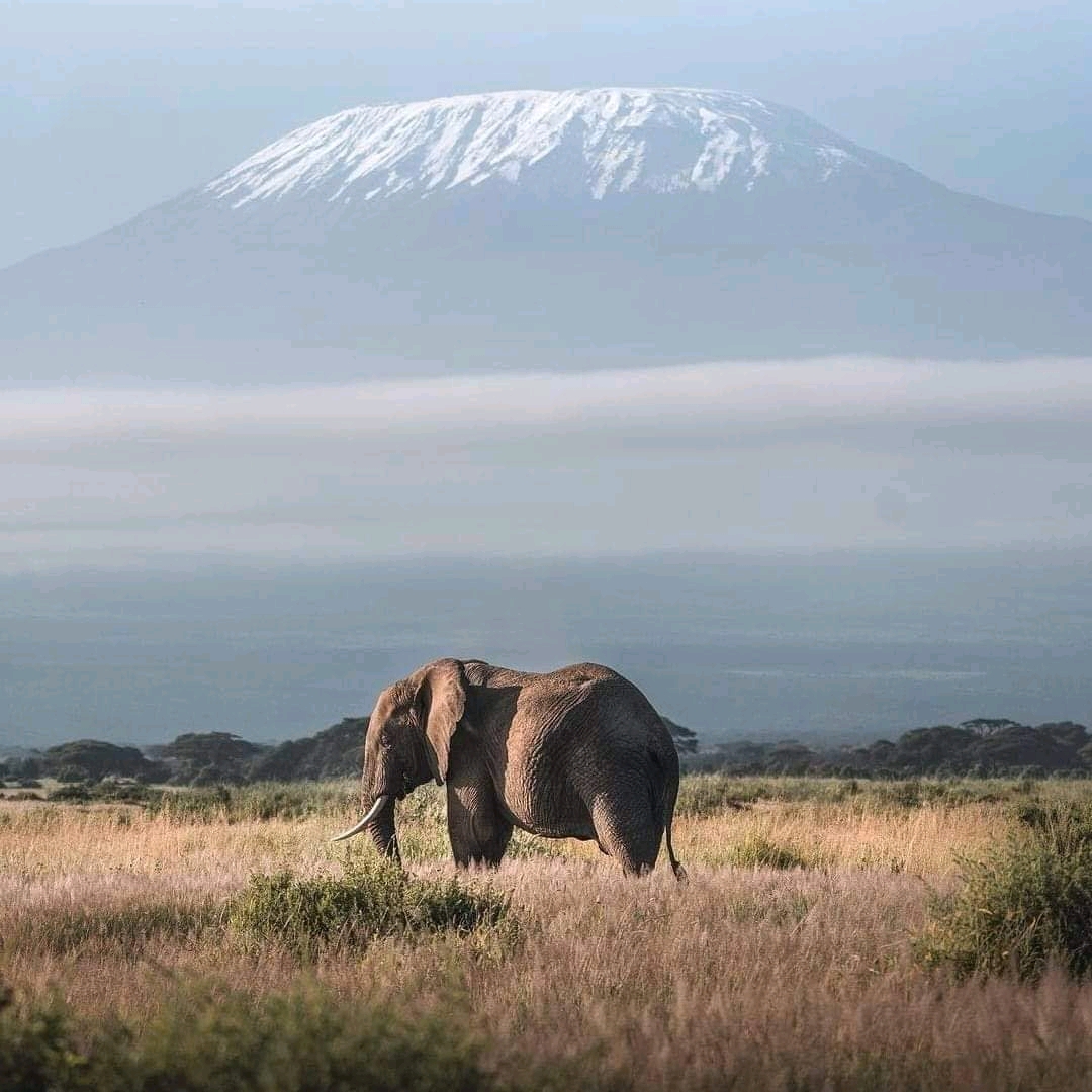 Amboseli National park
