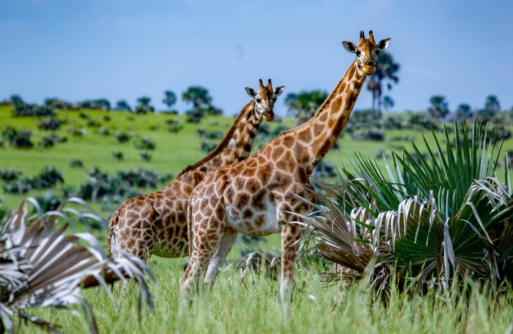 Murchison Falls National park