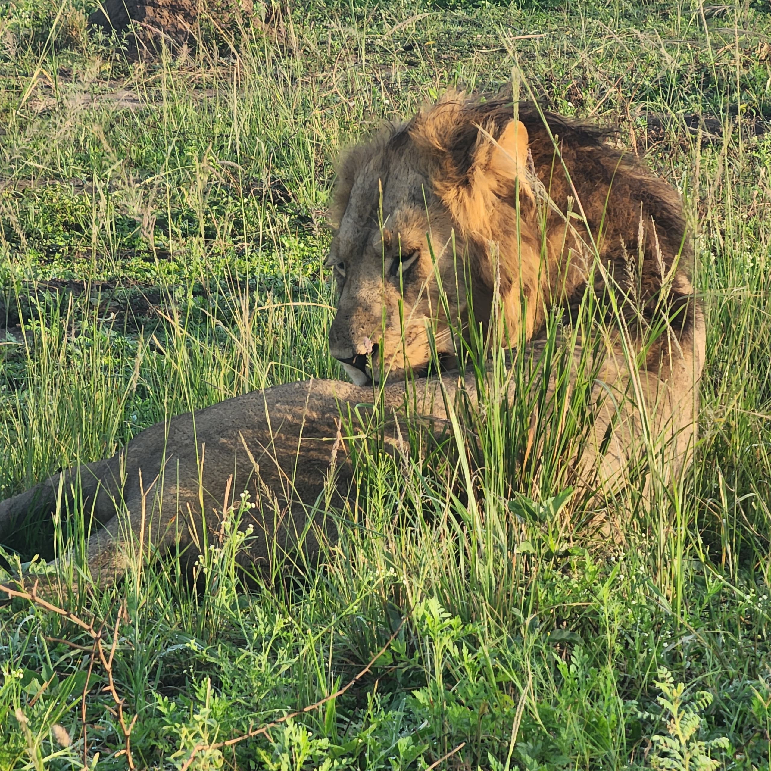 Lions tracking