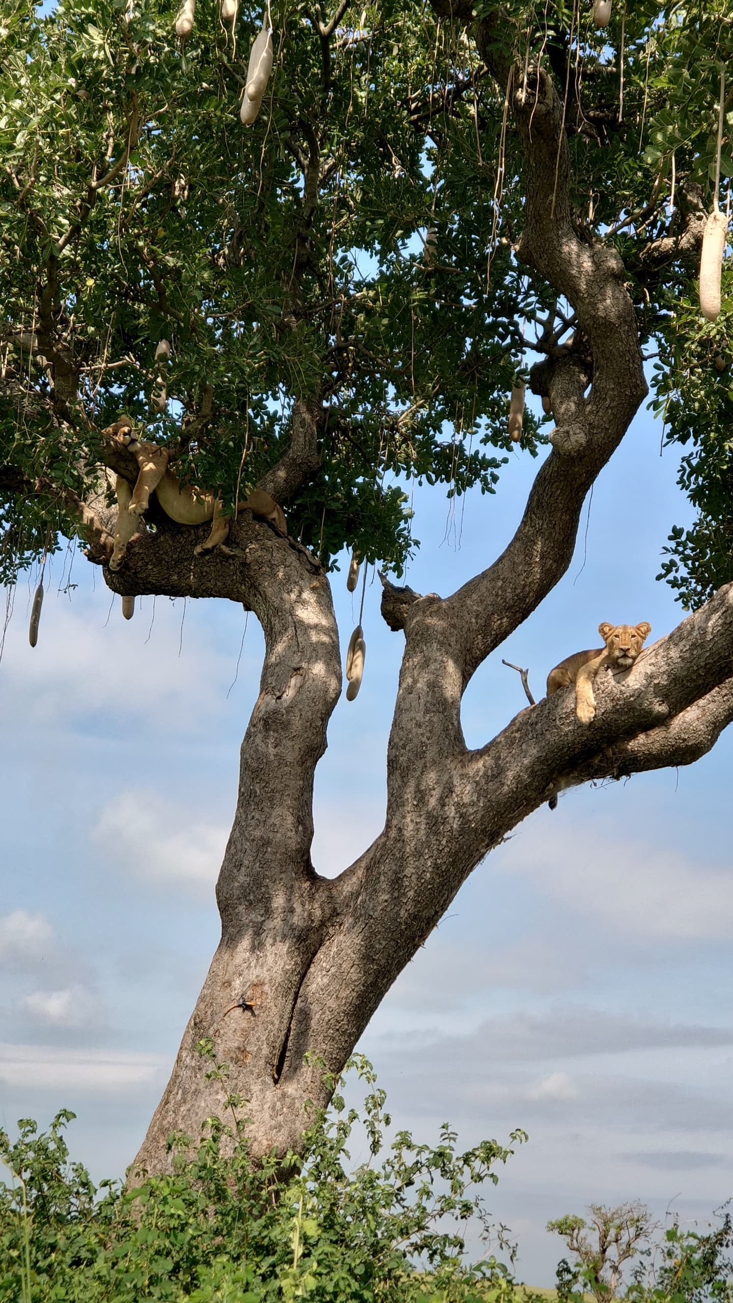 Lions tracking