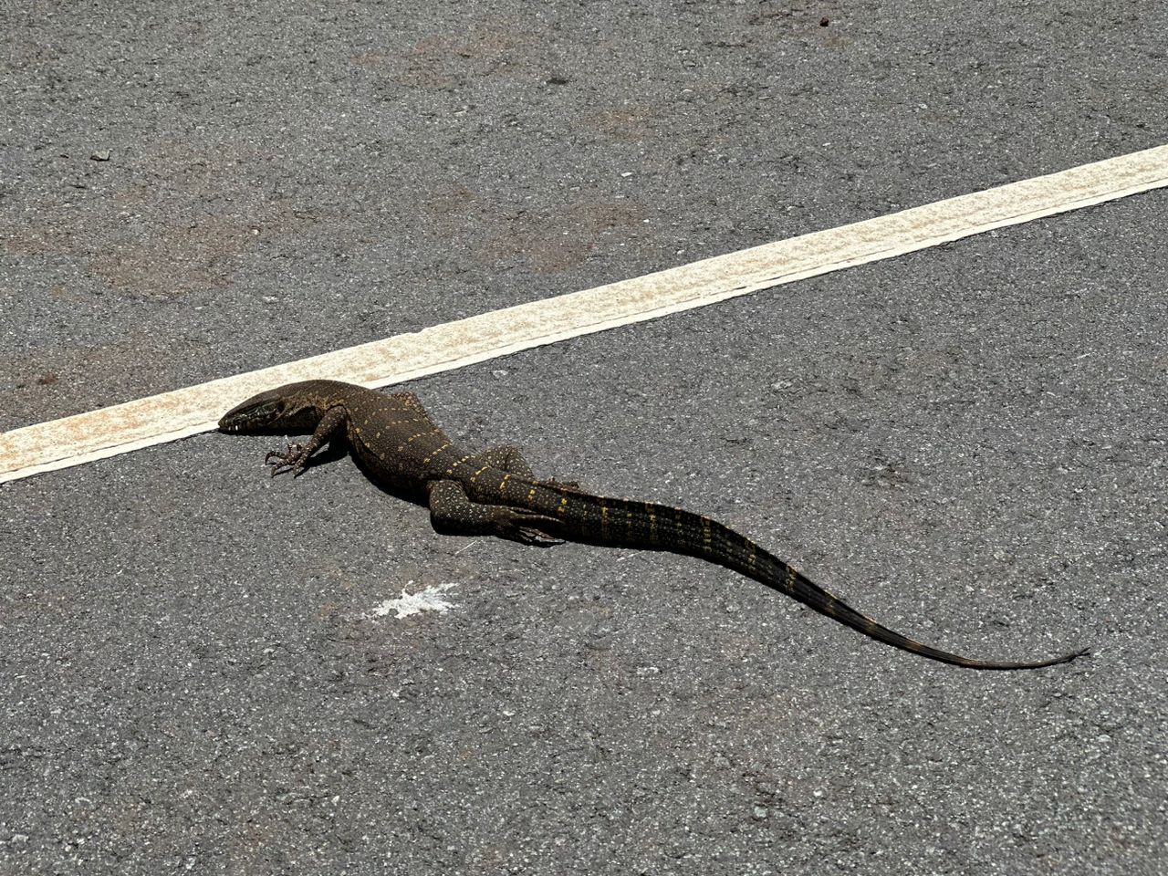 Murchison Falls National Park