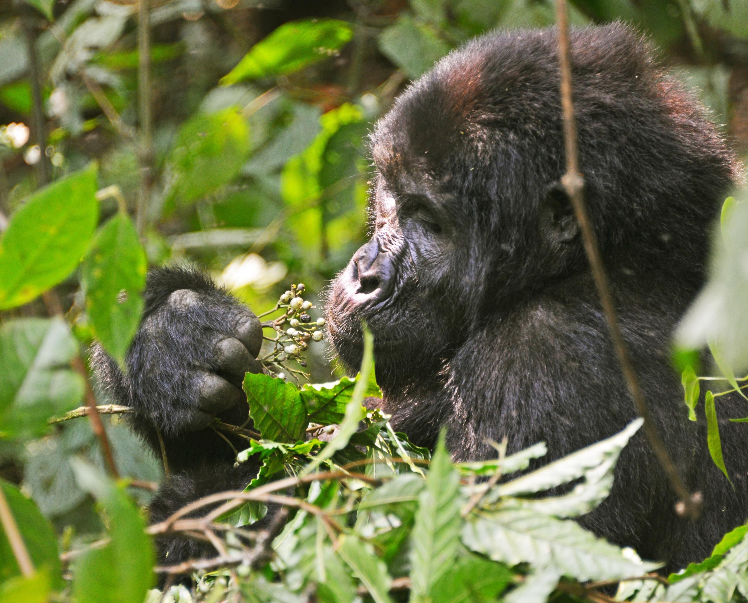 Bwindi Impenetrable Forest National Park