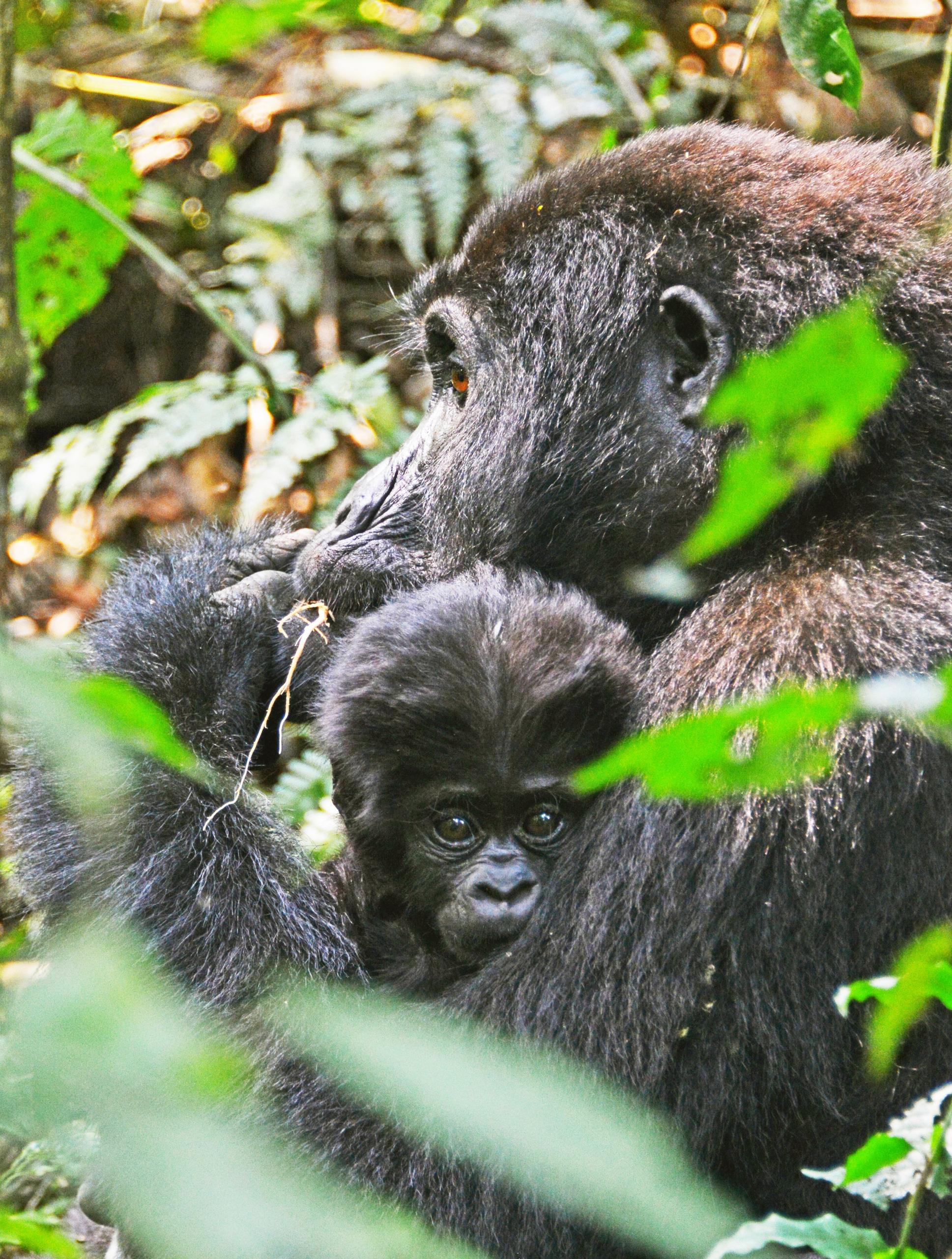 Bwindi impenetrable Forest National Park