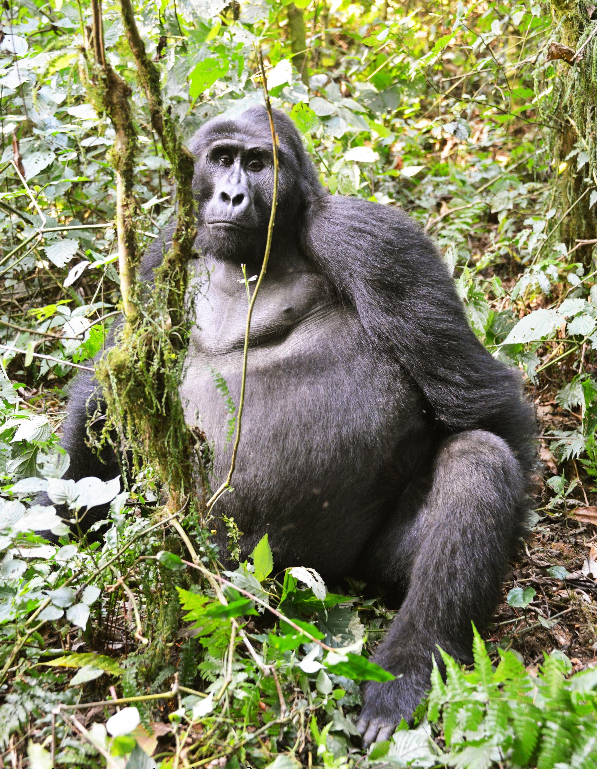 Bwindi Impenetrable Forest National Park