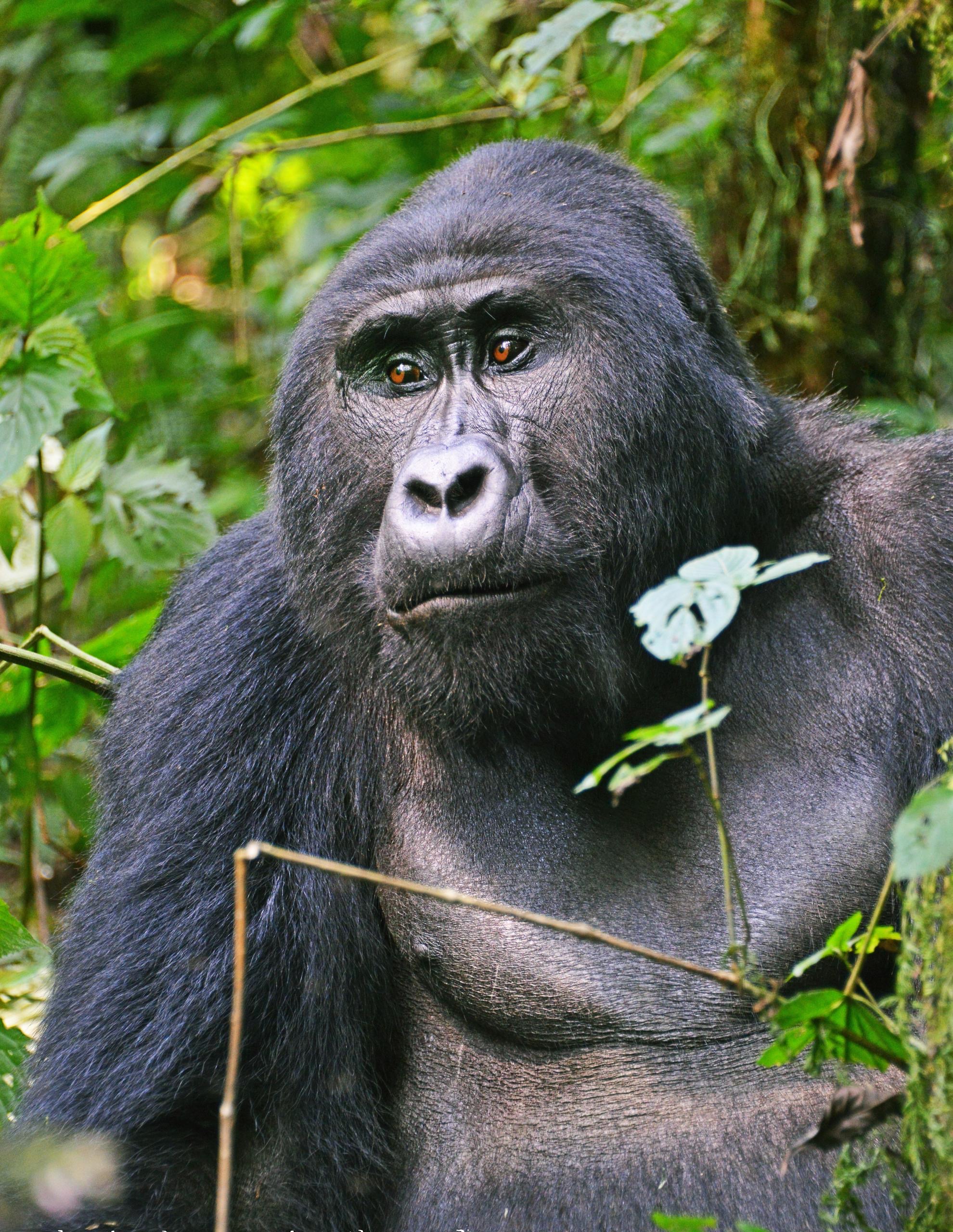 Gorillas In Bwindi Impenetrable Forest National Park