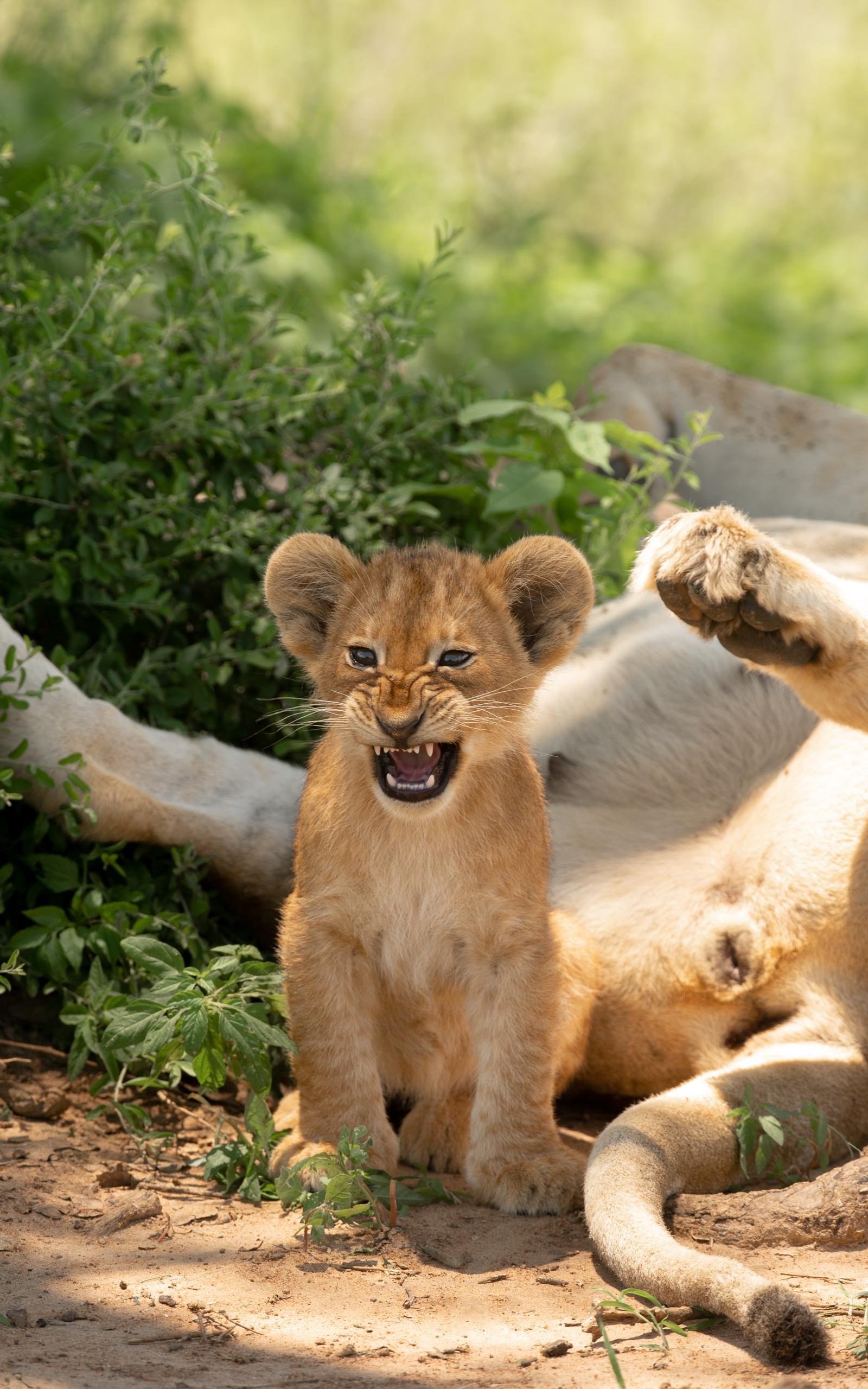 Big Cats of Murchison Falls National Park