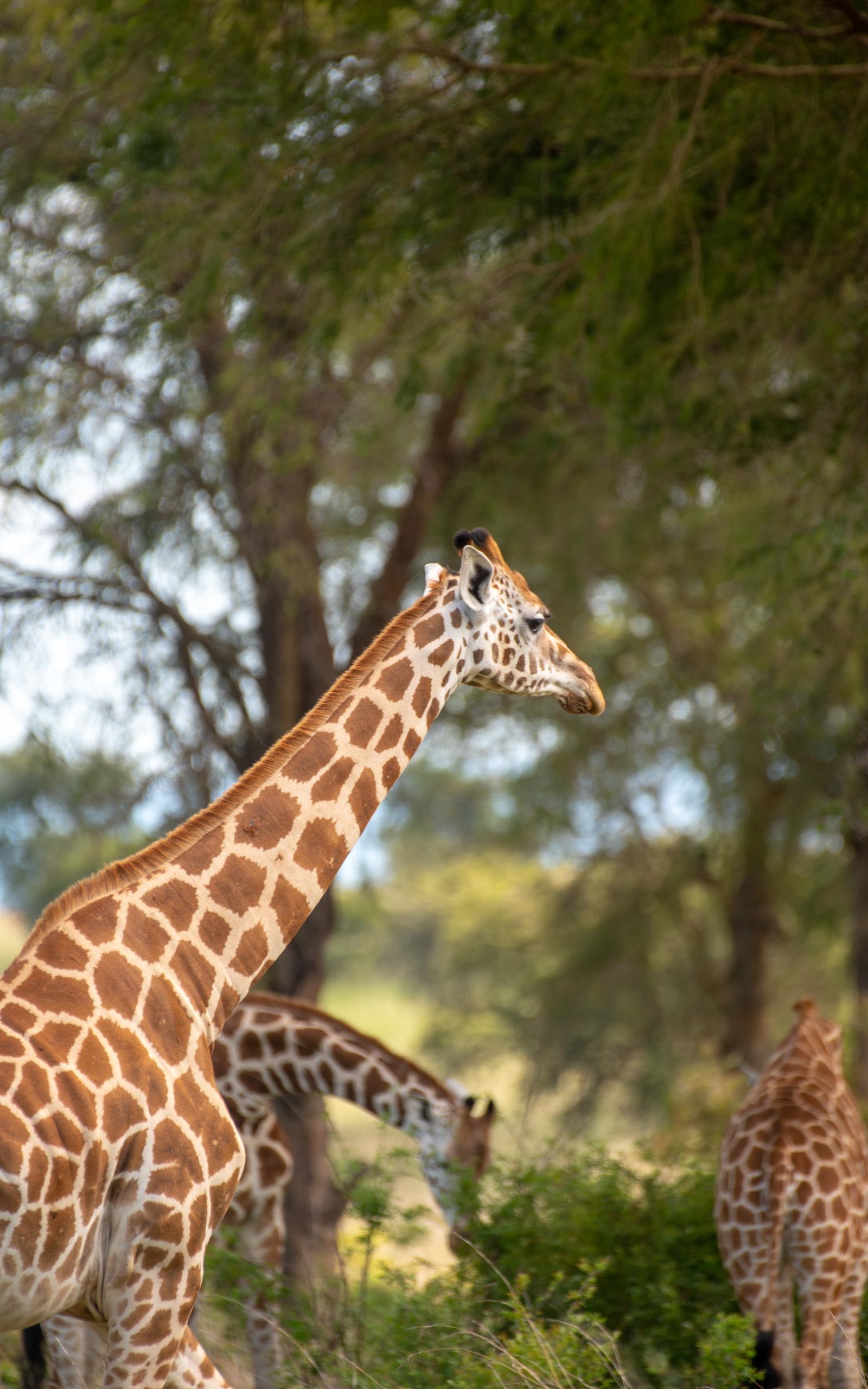 Kidepo Valley National Park