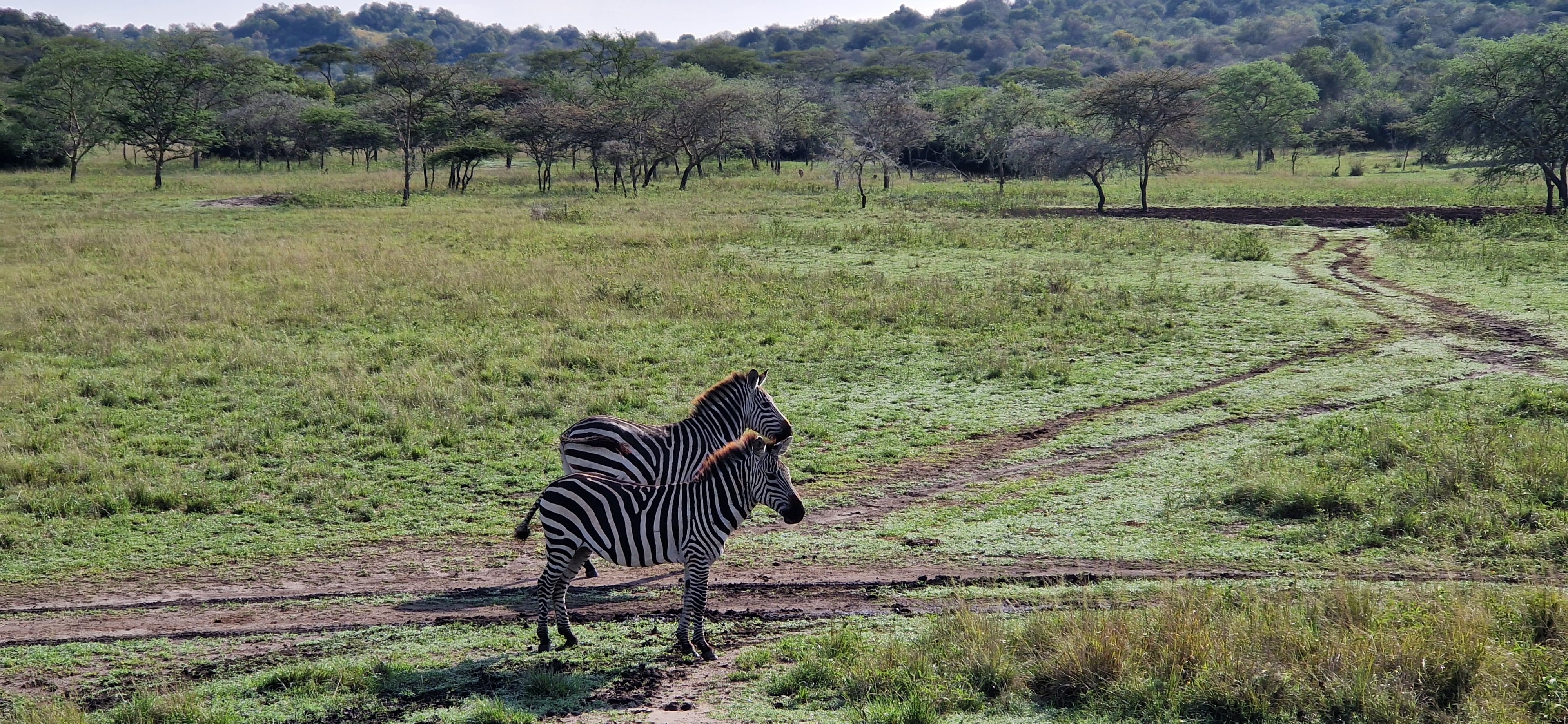 5 Days Gorilla And wildlife Classic safari.