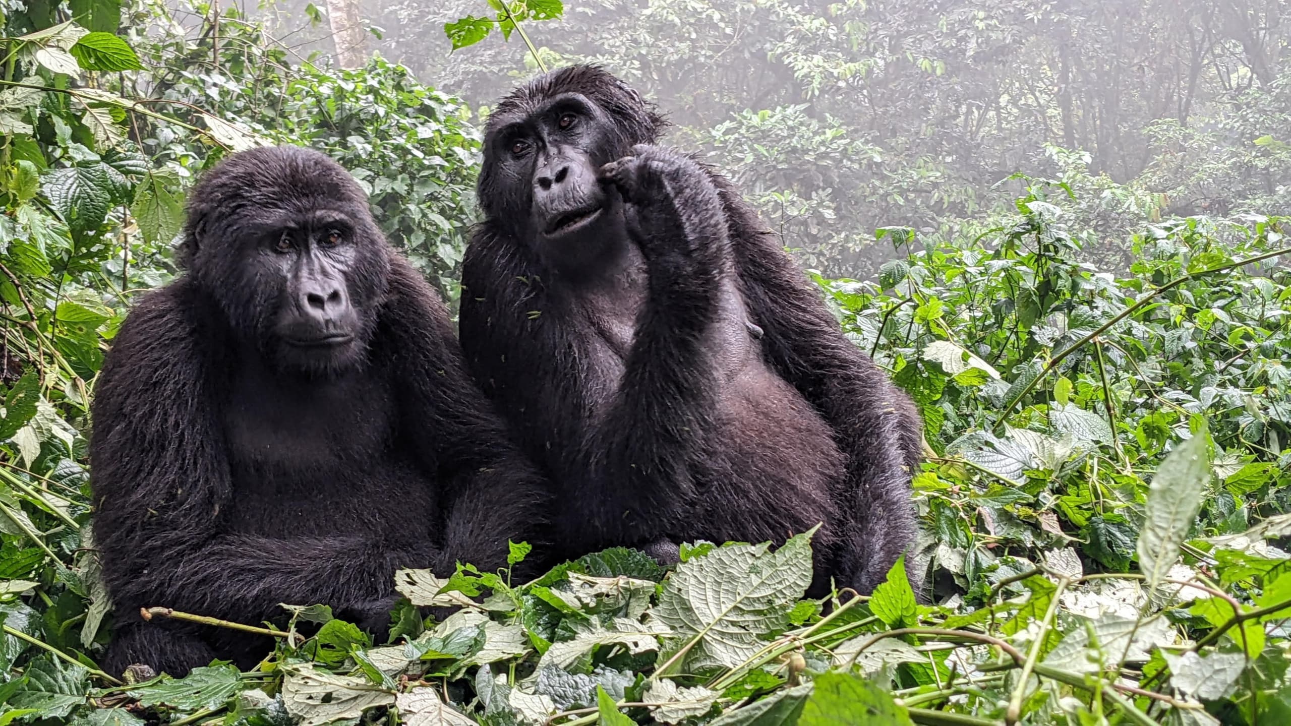 9 Days Primates and wildlife safari