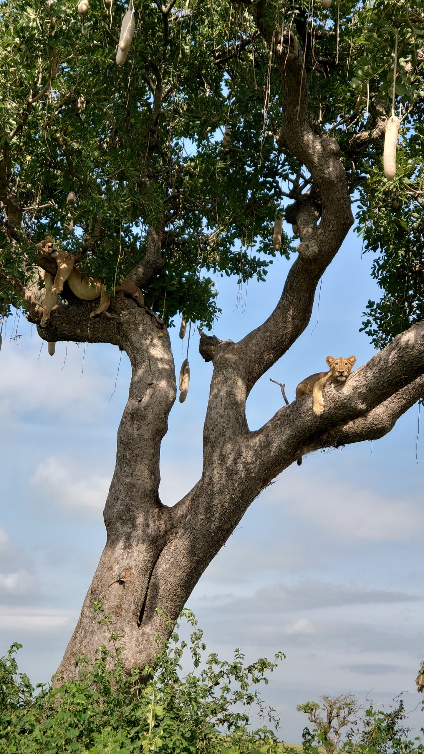 Murchison Falls National Park 