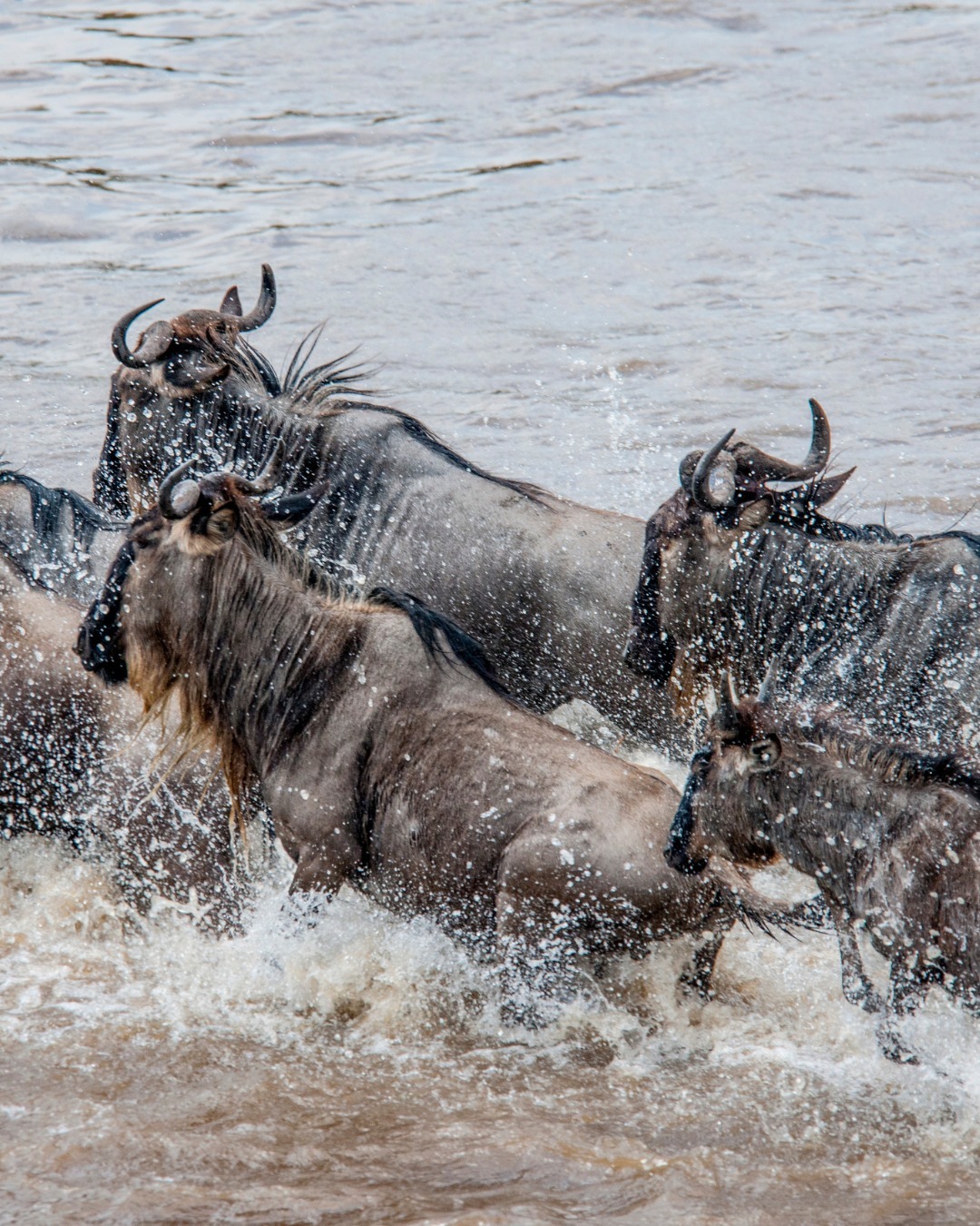5 Days Serengeti National Park and Ngorongoro Crater conservation Area