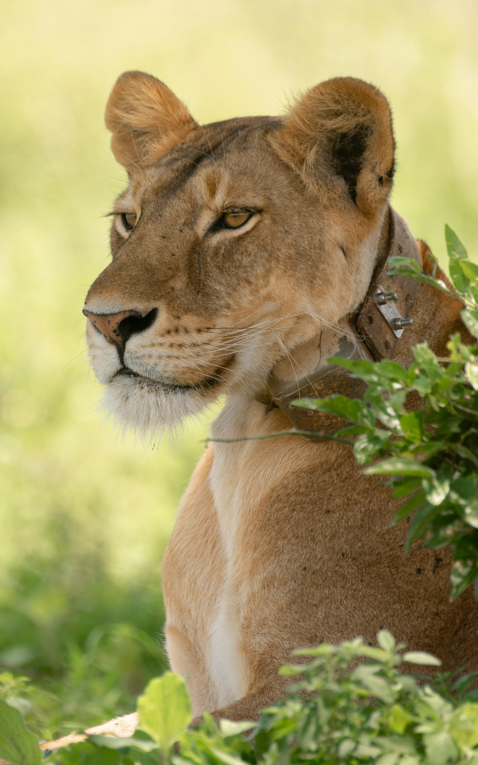 The African Big 5 Safari. Midrange Upper. 
