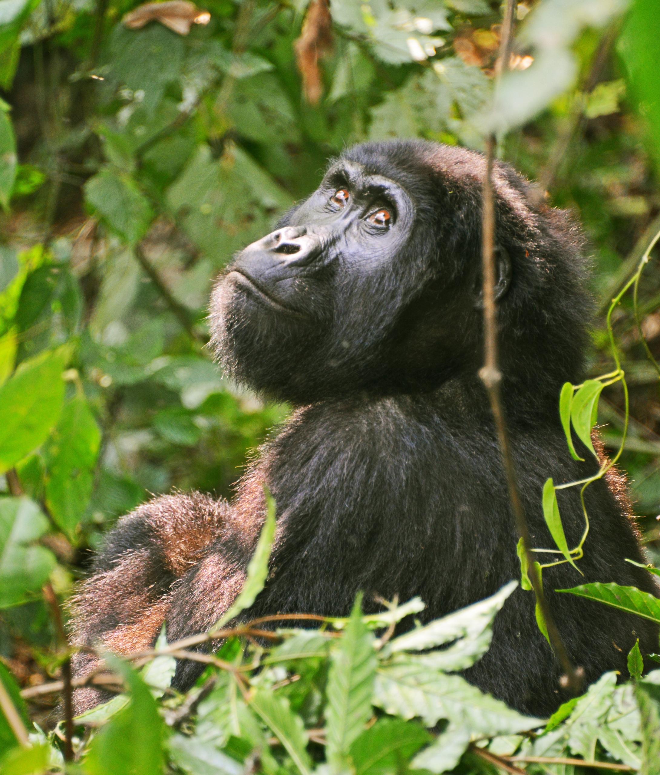 3 Days short Gorilla Trekking Safari. Midrange