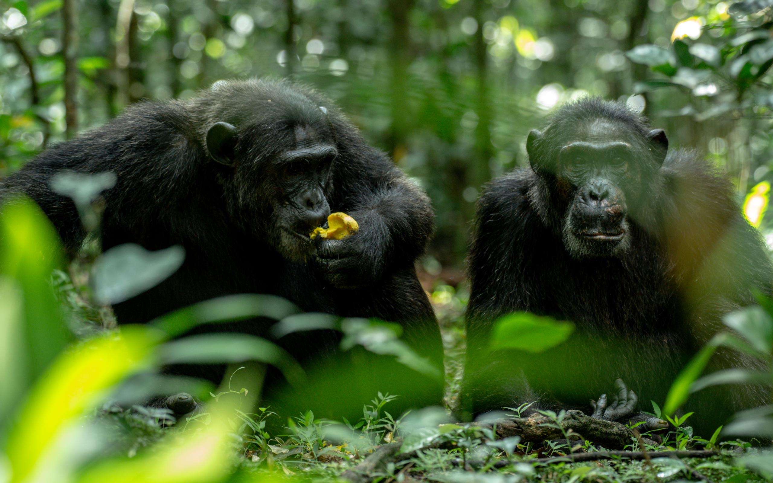 3 Days Primate Safari. Kibale National Park And semuliki wildlife reserve