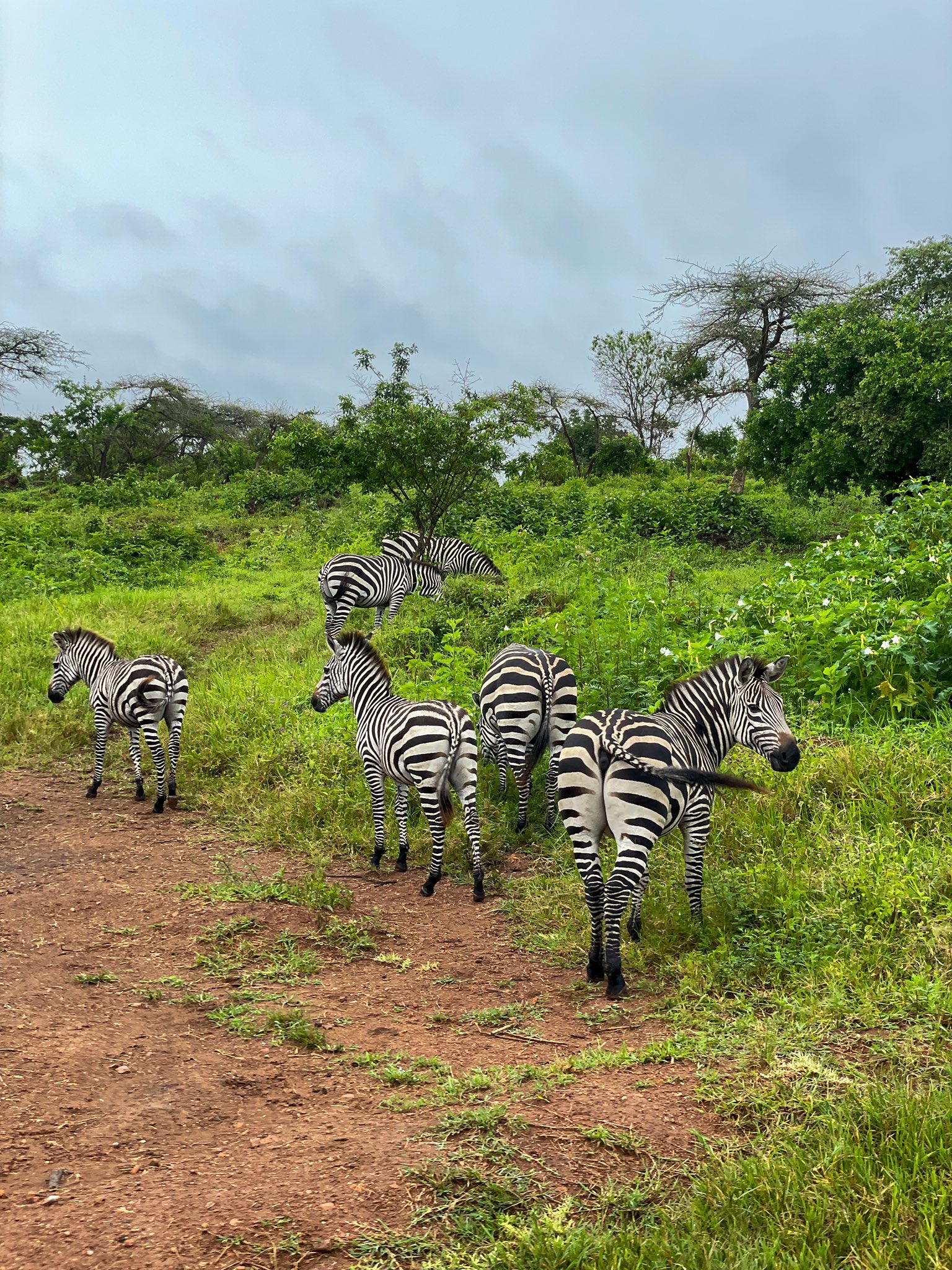 3 Days Wildlife Safari