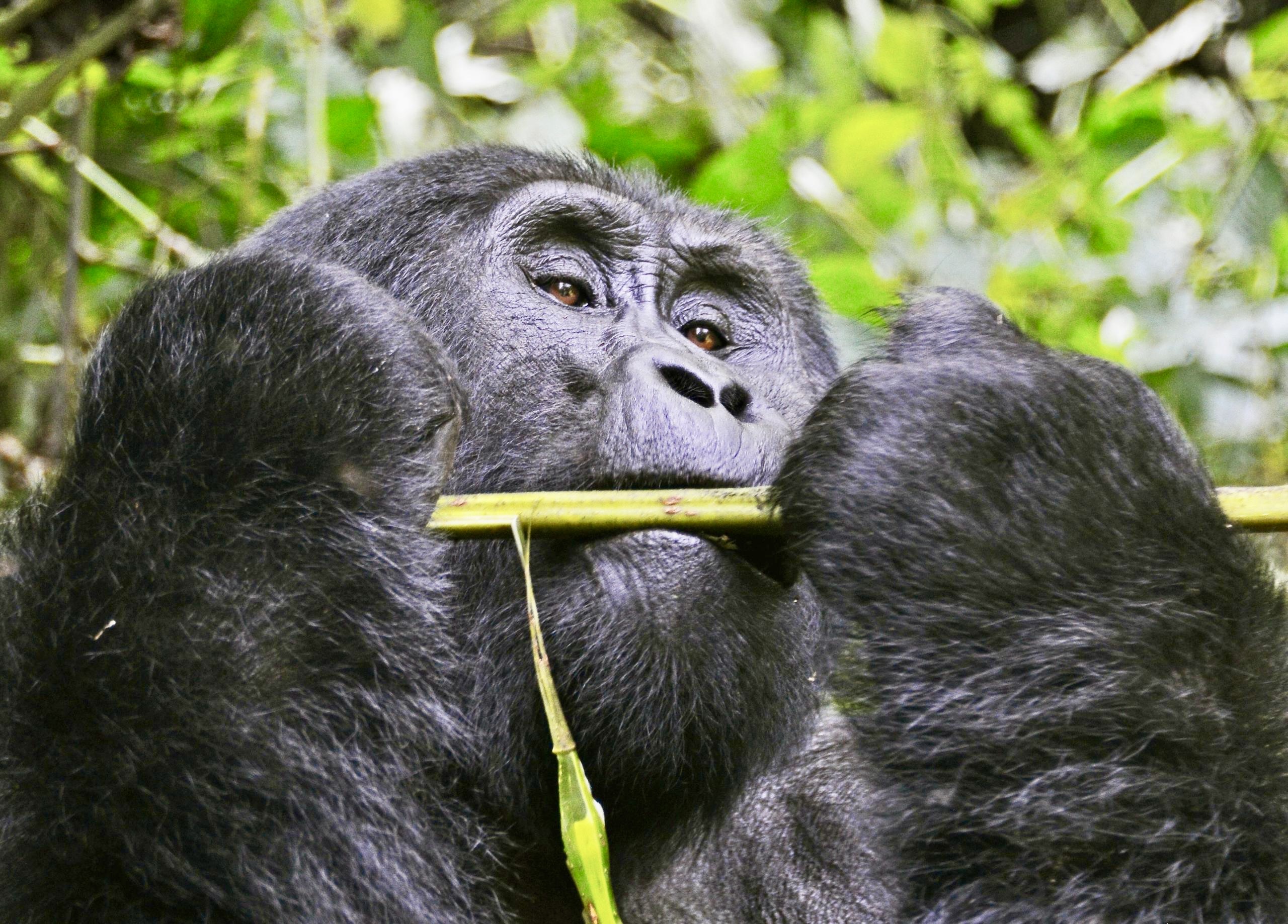 5 Days Gorillas And wildlife Safari. Midrange 